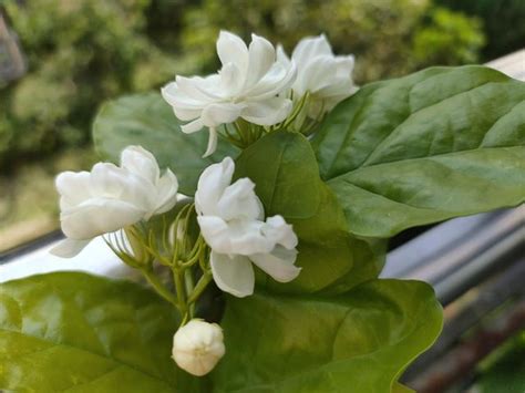 種茉莉花|新手種植茉莉花，只要牢記養護「口訣」，花爆滿盆、。